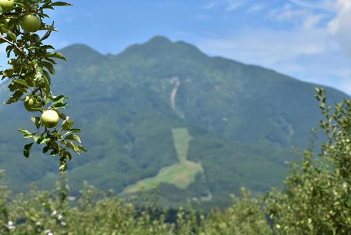 青いリンゴと岩木山 夏の青森 青いリンゴと岩木山 夏の青森の写真