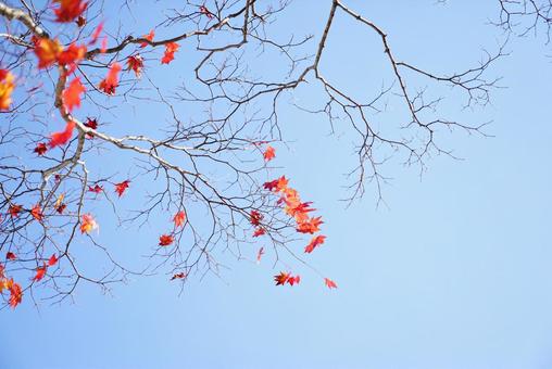 紅葉 紅葉の写真
