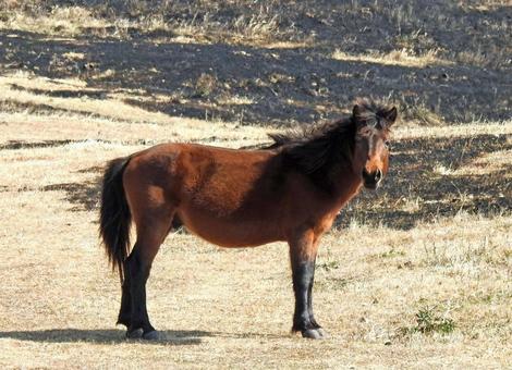 都井岬の野生馬 御崎馬 3 都井岬の野生馬 御崎馬 3の写真