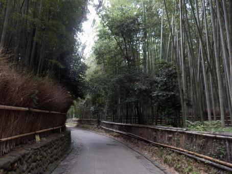 美しい竹林の道 美しい竹林の道の写真