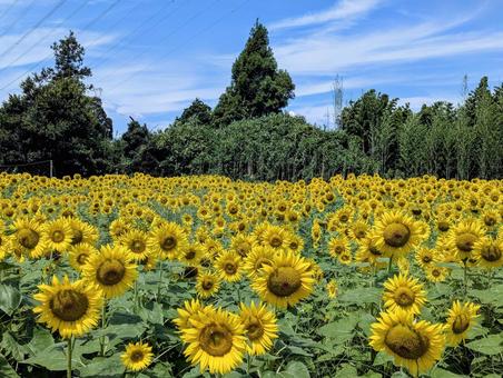 真夏の向日葵畑 真夏の向日葵畑 向日葵,植物,自然の写真素材
