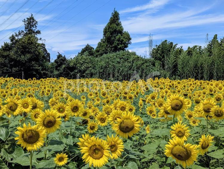 真夏の向日葵畑 真夏の向日葵畑 向日葵,植物,自然の写真素材