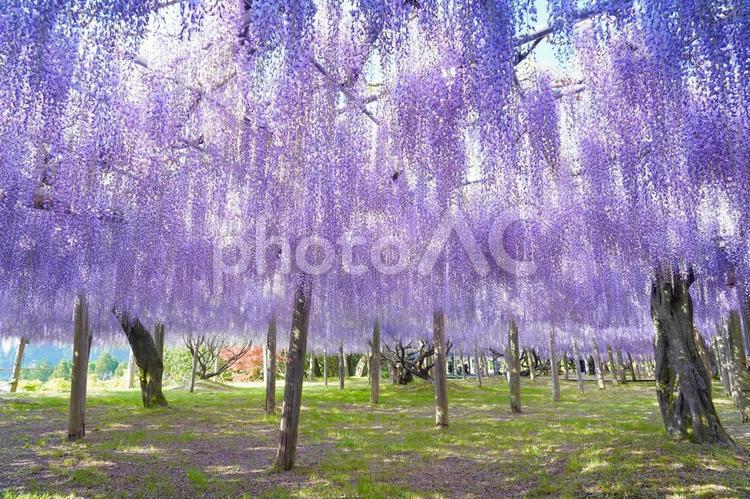 河内藤園の藤棚 河内藤園,フジ,藤棚の写真素材