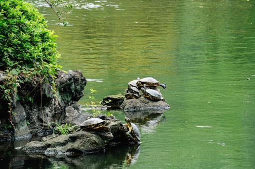 Photo, turtle, green turtle, mississippi red turtle, 