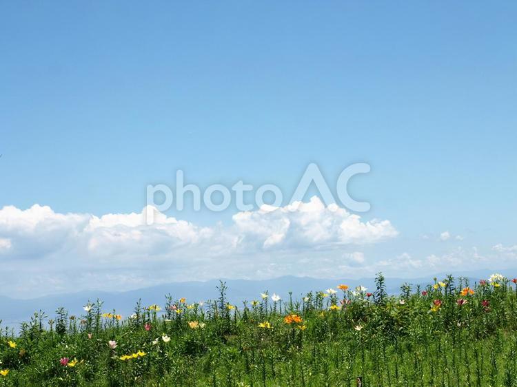 青空と雲と花畑の夏の風景 雲,夏,夏空の写真素材