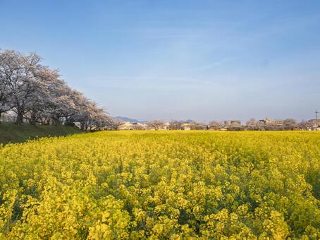 未来へ広がる、春を奏でる光のパノラマ 菜の花,桜,青空の写真素材