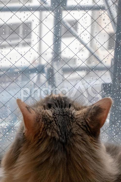 猫と雨 ペット,動物,catの写真素材