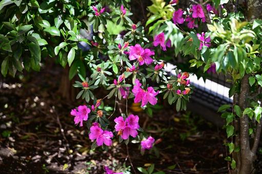 Azalea flowers blooming in the garden, JPG Azalea flowers blooming in the garden, JPG