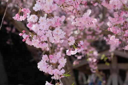 桜の写真
