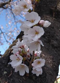Cherry Blossoms, JPG Cherry Blossoms, JPG