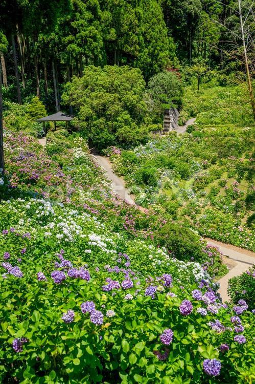 千葉県茂原市のあじさい屋敷 あじさい,花,花びらの写真素材