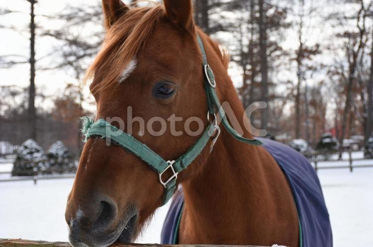 苫小牧　ノーザンホースパーク 動物,屋外,馬の写真素材