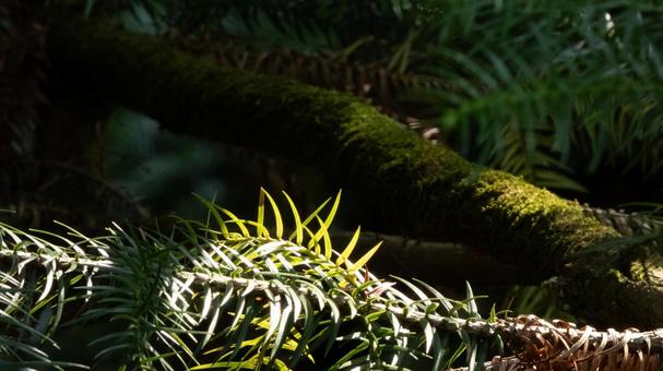緑の静寂、光を浴びるシダと苔 緑,静寂,シダの写真素材