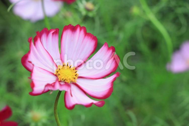 コスモス2（10月撮影） コスモス,秋桜,秋の写真素材