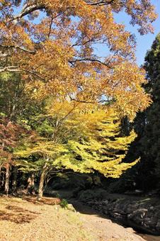 紅葉 紅葉の写真
