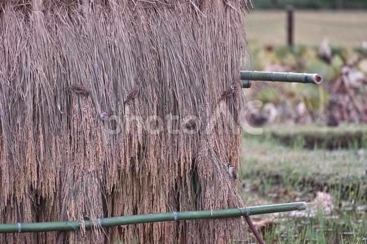 スズメ スズメ,雀,鳥の写真素材
