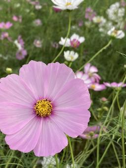 秋の日に咲きほこるコスモスの花 秋の日に咲きほこるコスモスの花の写真