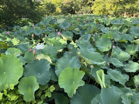suiren suiren 睡蓮,葉っぱ,ハスの写真素材