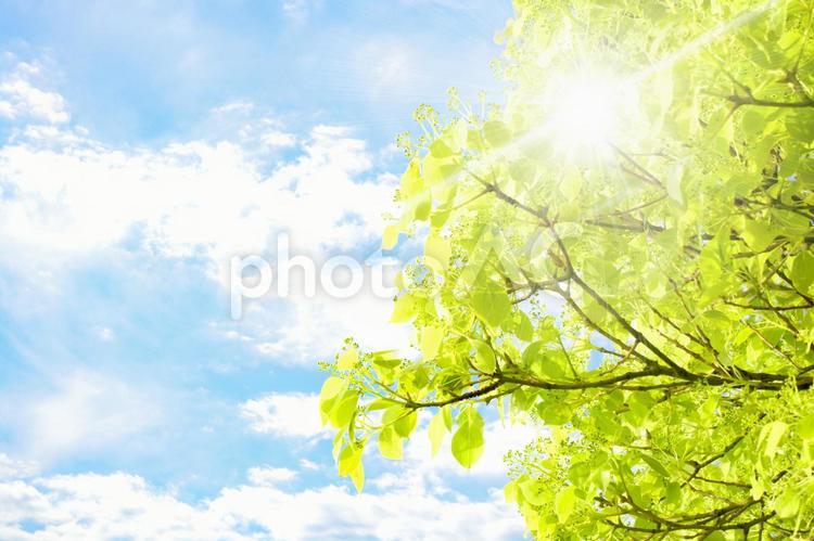 新緑と青空 木漏れ日 背景 新緑,木漏れ日,青空の写真素材
