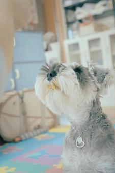 ミニチュアシュナウザー 犬,ペット,動物の写真素材