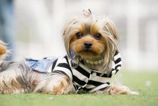 ポーズを決めるヨーキー 犬,ヨーキー,ヨークシャーテリアの写真素材