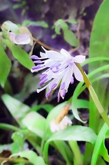 Photo, mountain grass, horsetail heloniopsis orientalis, flower, 