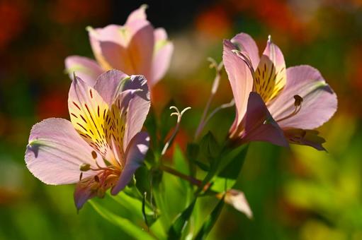 アルストロメリアの写真