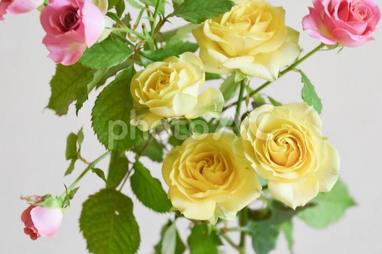 ピンクと黄色のばら スプレーばら,ピンク,ばらの写真素材