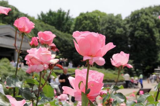バラ・薔薇 クイーンエリザベス バラ・薔薇 クイーンエリザベスの写真