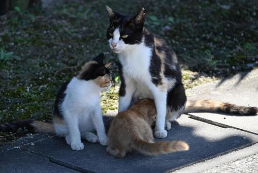 甘えん坊 甘えん坊 三毛猫,親子,愛情の写真素材