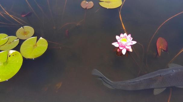 Water Lily, JPG Water Lily, JPG