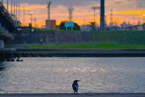 朝ガラス 朝,鳥,河川敷の写真素材