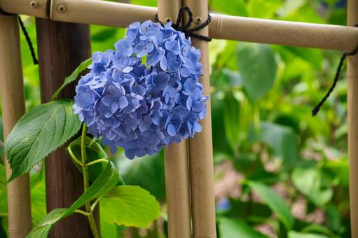 紫陽花 紫陽花の写真