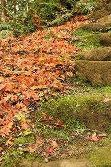 室生寺 室生寺,女人高野,石段の写真素材