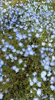 ネモフィラ ネモフィラ 花,ネモフィラ,景色の写真素材