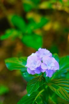 紫陽花の写真