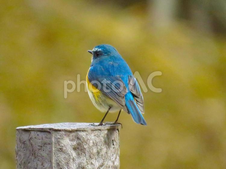 杭の上に留まるルリビタキのオス ルリビタキ,瑠璃鶲,野鳥の写真素材