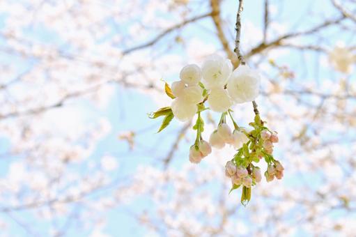 白い八重桜の白妙 白い八重桜の白妙 八重桜,白妙,桜の写真素材