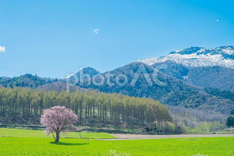 北海道　富良野　上御料の一本桜 上御料の一本桜,北海道,hokkaidoの写真素材