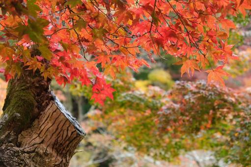 紅葉の写真