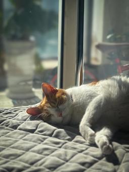 A brown and white cat taking a nap sunbathing by the window, JPG A brown and white cat taking a nap sunbathing by the window, JPG