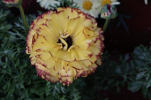 黄色い花びらのラナンキュラスの花のアップ 黄色い花びらのラナンキュラスの花のアップの写真