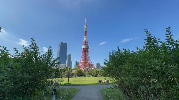 芝公園と東京タワー 芝公園と東京タワー 東京タワー,芝公園,東京の写真素材