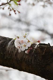 桜(染井吉野・ソメイヨシノ) 桜(染井吉野・ソメイヨシノ)の写真