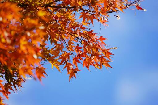 紅葉したモミジと青空1  モミジ,紅葉,紅葉狩りの写真素材