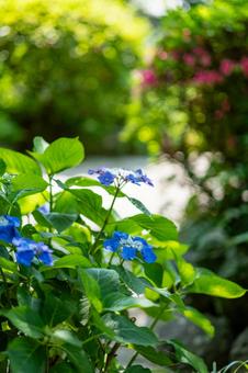 [Nagasaki City, Nagasaki Prefecture] Hydrangeas in Glover Garden, JPG