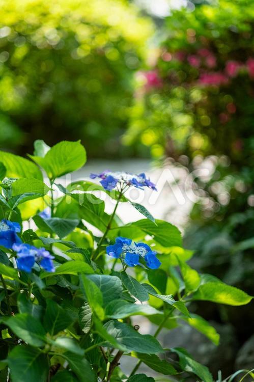 ［長崎県長崎市］グラバー園の紫陽花 長崎,ながさき,長崎市の写真素材