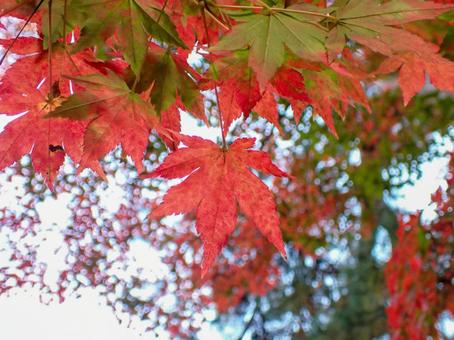 色付く紅葉 色付く紅葉の写真