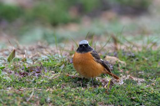 A Daurian redstart standing in a winter meadow, JPG A Daurian redstart standing in a winter meadow, JPG