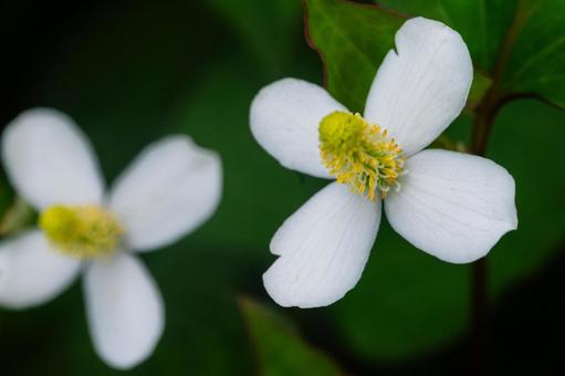 ドクダミの花 ドクダミの花 ドクダミ,ドクダミの花,夏の花の写真素材